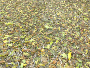 leaf terrain pbr pack 1 texture CG Textures