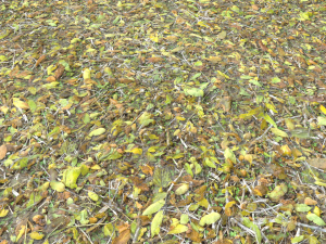 leaf terrain pbr pack 1 texture CG Textures
