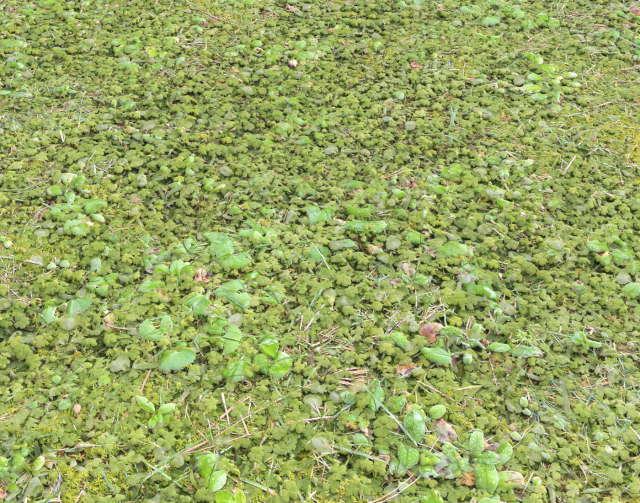 forest ground pack pbr 4 Texturas CG .c4d .max .obj .3ds .fbx .stl .blend 