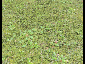 forest ground pack pbr 4 CG テクスチャ