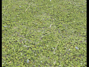 forest ground pack pbr 4 Texturas CG