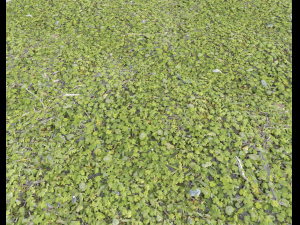 forest ground pack pbr 4 Texturas CG