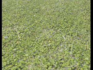 forest ground pack pbr 4 Texturas CG
