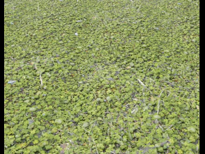 forest ground pack pbr 4 CG Textures