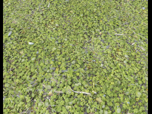 forest ground pack pbr 4 Texturas CG