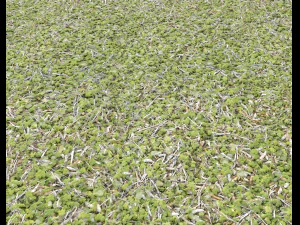 forest ground pack pbr 4 CG Textures
