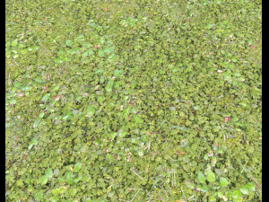 forest ground pack pbr 4 Texturas CG