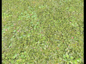 forest ground pack pbr 4 CG Textures