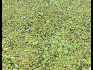 forest ground pack pbr 4 Texturas CG