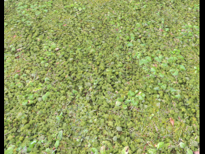 forest ground pack pbr 4 Texturas CG