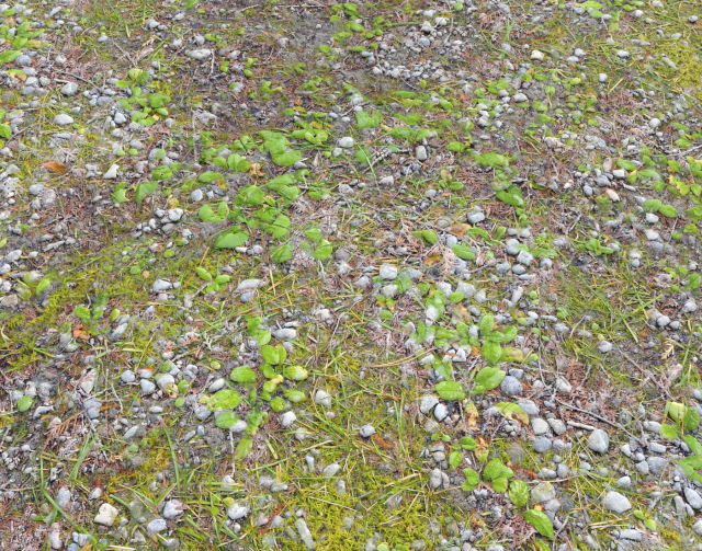 forest ground pbr pack 5 Texturas CG .c4d .max .obj .3ds .fbx .stl .blend