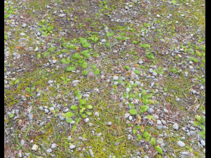 forest ground pbr pack 5 CG テクスチャ