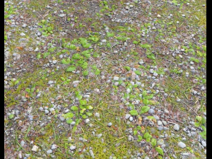 pacote pbr de terreno florestal 5 Texturas CG