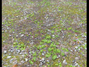 forest ground pbr pack 5 CG Textures