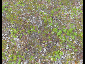 forest ground pbr pack 5 Texturas CG