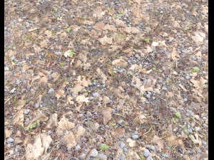 forest ground pbr pack 5 Texturas CG
