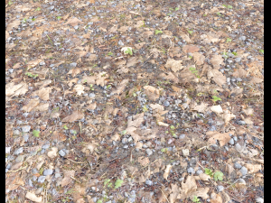 forest ground pbr pack 5 Texturas CG