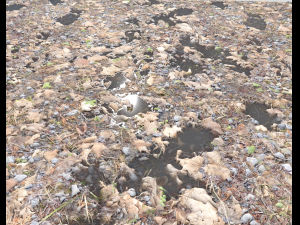 forest ground pbr pack 5 Texturas CG
