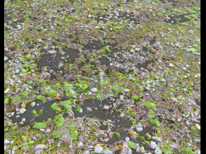 forest ground pbr pack 5 Texturas CG