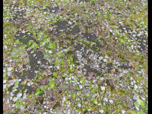 forest ground pbr pack 5 Texturas CG
