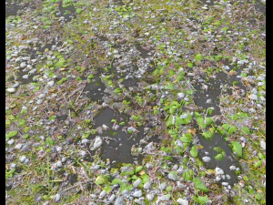 forest ground pbr pack 5 CG Textures