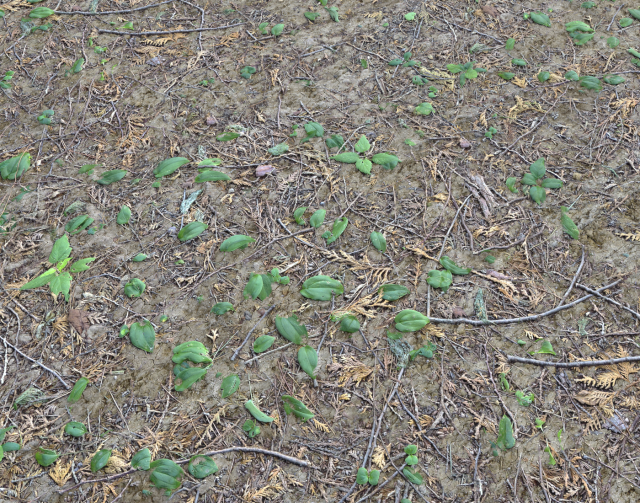 forest ground pbr pack 7 CG Текстуры .c4d .max .obj .3ds .fbx .stl .blend 