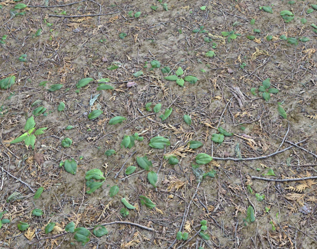 forest ground pbr pack 7 CG Textures .c4d .max .obj .3ds .fbx .stl .blend 