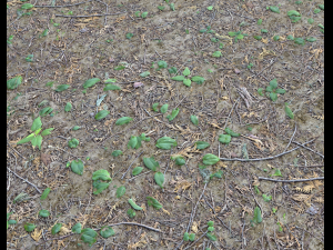 forest ground pbr pack 7 CG Textures