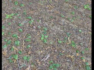 forest ground pbr pack 7 CG Текстуры