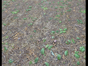 forest ground pbr pack 7 CG Текстуры