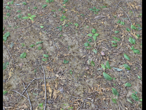 forest ground pbr pack 7 CG Текстуры