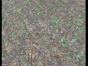 forest ground pbr pack 7 CG Textures