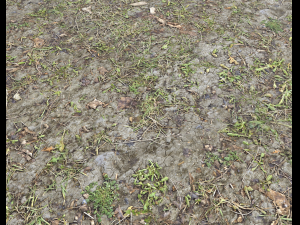 forest ground pbr pack 7 CG Текстуры
