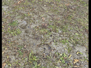 forest ground pbr pack 7 CG Текстуры