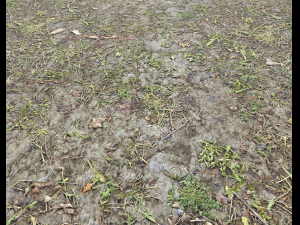 forest ground pbr pack 7 CG Текстуры
