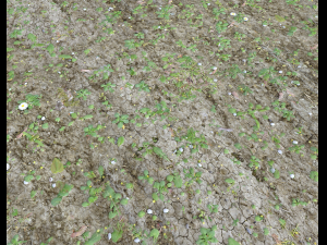 forest ground pbr pack 7 CG Текстуры