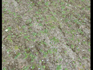 forest ground pbr pack 7 CG Textures
