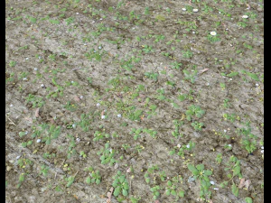 forest ground pbr pack 7 CG Textures