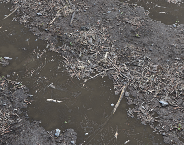 forest ground pbr pack 6 CG 텍스쳐 .c4d .max .obj .3ds .fbx .stl .blend 