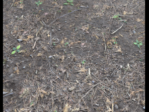 forest ground pbr pack 6 CG 텍스쳐