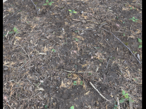 forest ground pbr pack 6 CG 텍스쳐