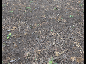 forest ground pbr pack 6 CG 텍스쳐