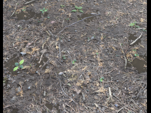 forest ground pbr pack 6 CG 텍스쳐