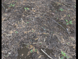 forest ground pbr pack 6 CG 텍스쳐