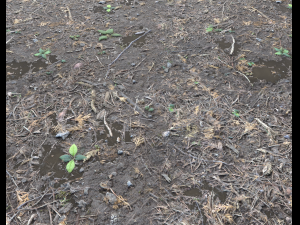 forest ground pbr pack 6 CG 텍스쳐