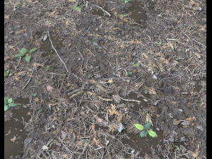 forest ground pbr pack 6 CG 텍스쳐