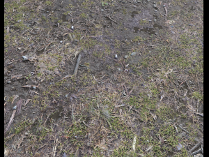 forest ground pbr pack 6 CG 텍스쳐