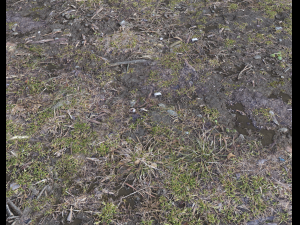 forest ground pbr pack 6 CG 텍스쳐