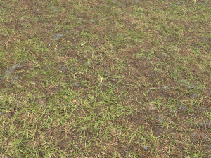 forest ground pbr pack 8 CG Textures