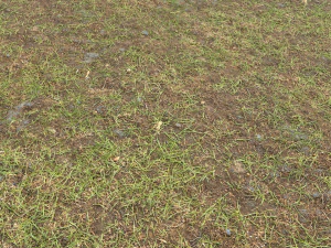 pacchetto pbr terreno forestale 8 CG Textures